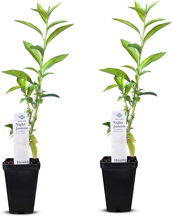 Night Blooming Jasmine Live Plant - Cestrum Nocturnum. Fragrant Flowering Shrub for Garden, Patio or Window (2 ngt.jas Cups)