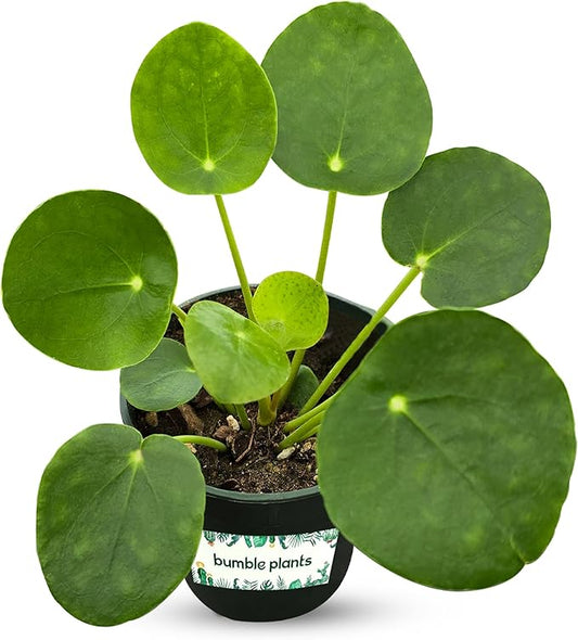 Pilea Peperomioides (Friendship Chinese Money Plant) [Winter Thermal Packaging Included] | Easy Care, Live Indoor House Plants, House Decor & Office Decor Live Plants in Nursery Pot, Pet-Friendly