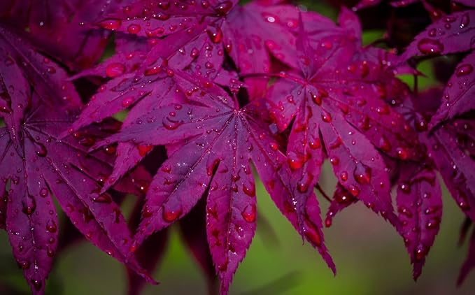 BLOODGOOD Red Japanese Maple Tree - 2 Year Live Plant - Acer palmatum 'Bloodgood'
