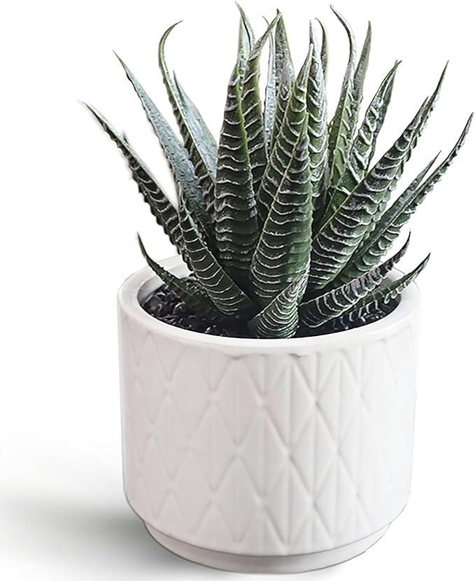 Artificial Succulent in Pot, 6.7'' Small Potted Fake Succulents Realistic Potted Plant for Home Office Desk Bathroom Boho Decoration Faux Mini Aloe Greenery for Shelf Aesthetic Decor Table Accessories