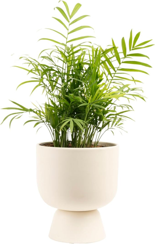 Costa Farms Parlor Palm, Neanthebella, Easy to Grow Houseplant Potted in Décor Plant Pot, Everyday Gift for Mom, For Wife, From Daughter, Son, Room or Home Decor, 1 Foot Tall