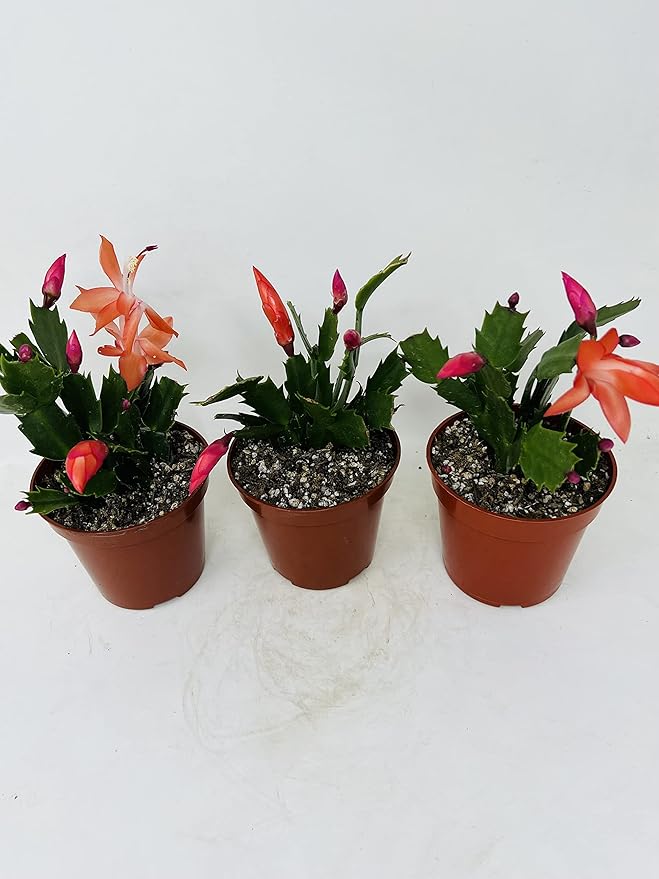 Three Christmas Cactus Red Bloom- 4" Pot- Zygocactus Plants