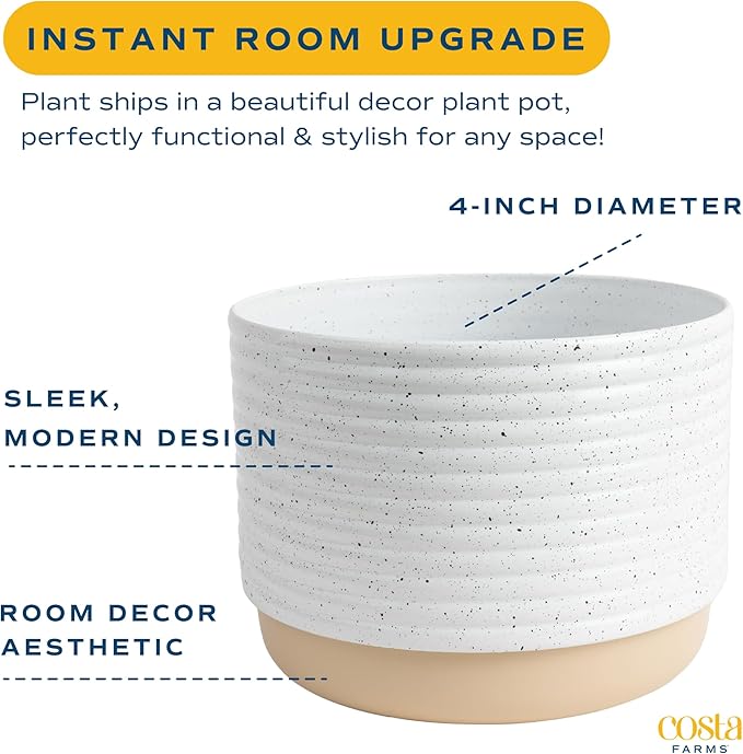 Costa Farms Live Succulent, Easy to Grow Haworthia Plant in Planter Pot, Succulent Houseplant in Potting Soil, Indoors Garden Gift, Cacti Room Décor and Home Décor, 4-Inches Tall