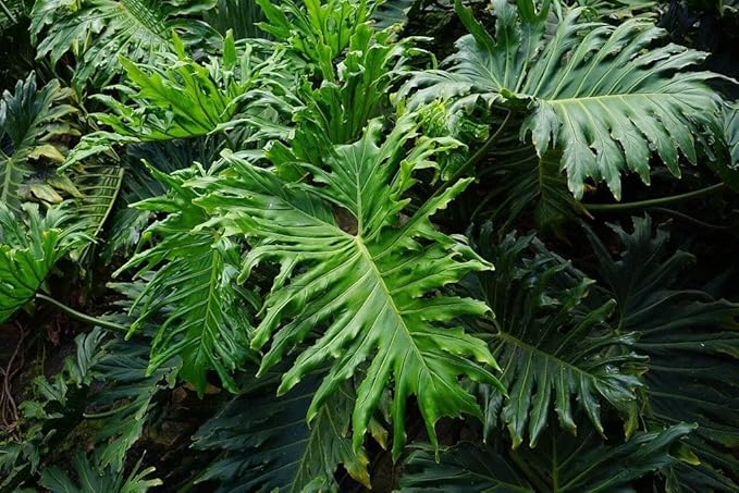 Split Leaf Philodendron Potting Mix - Retains Moisture and Prevents Root Rot - 5 Quart