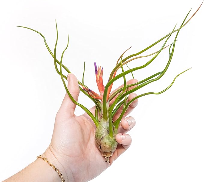 Air Plant Shop 5 Pack Large Bulbosa Belize Air Plants - Succulents - Live Tillandsia - Easy Care Indoor and Outdoor House Plants