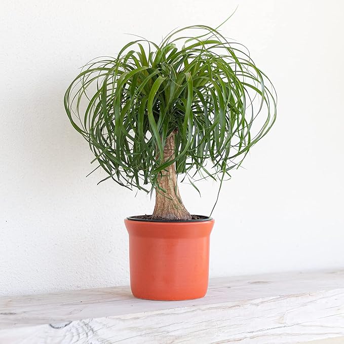 United Nursery Ponytail Palm Bush Beaucarnea Recurvata Plant Live Indoor Outdoor House Plant Ships in 6 Inch Grower Pot at 14 to 16 Inches Tall