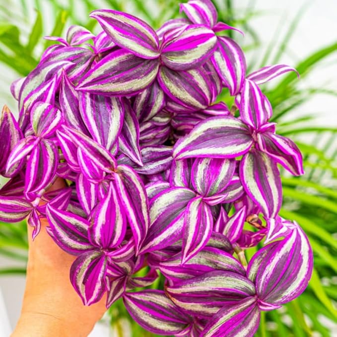 Pink Wandering Jew Live Plant, Tradescantia Zebrina Live Plant Indoors Outdoors, Purple Pink Paradise Leaves, Air Plant for Home and Office, 2" Pot