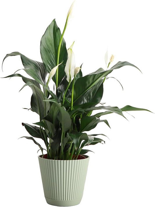 Thorsen's Greenhouse Live Peace Lily Plant, Spathyphylum, Low Light, Natural Air Purifier Live Indoor Plant, 4-6" Diameter Pot (Sage, 4-inch Pot)