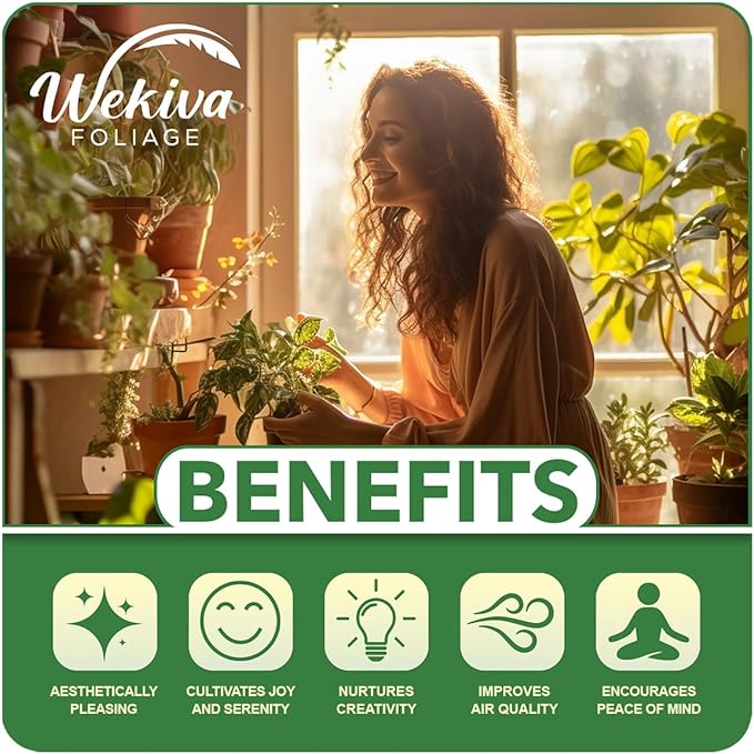 Bacon Avocado Tree - Grafted - Live Plant in a 3 Gallon Growers Pot - Persea Americana - Beautiful Edible Fruit Bearing Tree for Patio and Garden