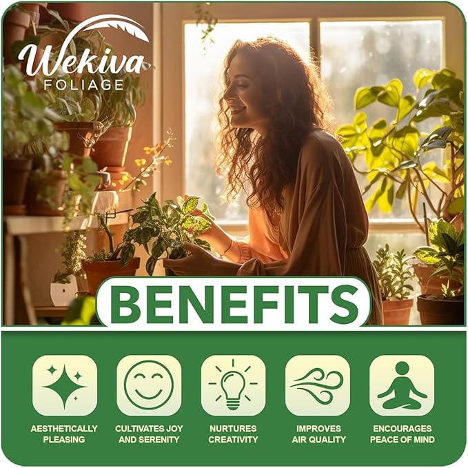 Marcus Pumpkin Avocado Tree - Grafted - Live Plant in a 3 Gallon Growers Pot - Persea Americana - Beautiful Edible Fruit Bearing Tree for Patio and Garden