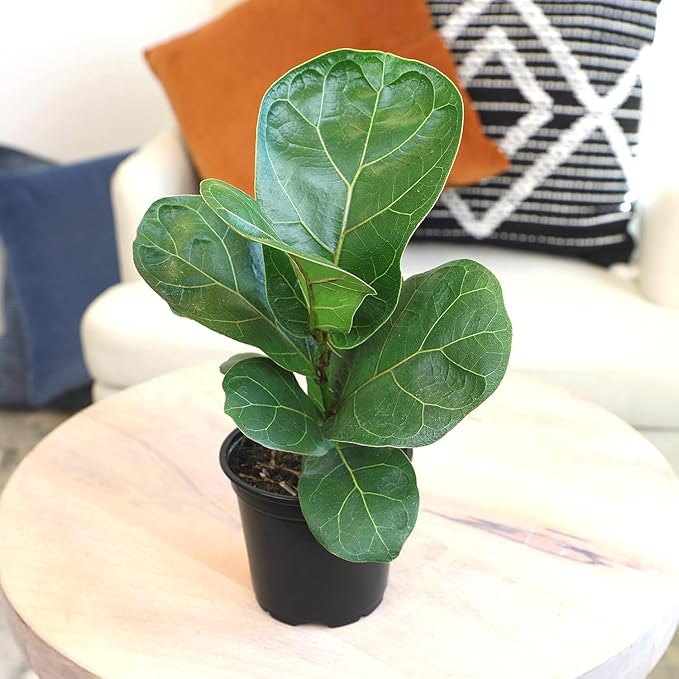 Fiddle Leaf Fig Tree (4 Pack), Ficus Lyrata Plant Pack, Ficus Tree Live Plant Delivery, Popular Plant Decor, Indoor Plants Live Houseplants, Real Plants, Live Plants Indoor Plant by Plants for Pets