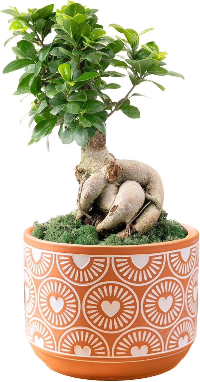 Costa Farms Bonsai Miniature Tree Live Plant in Decorative Pot, Indoor Houseplant, Perfect for Home, Room, or Office Decor, Great House Warming or Birthday Gift, 12-15 Inches Tall