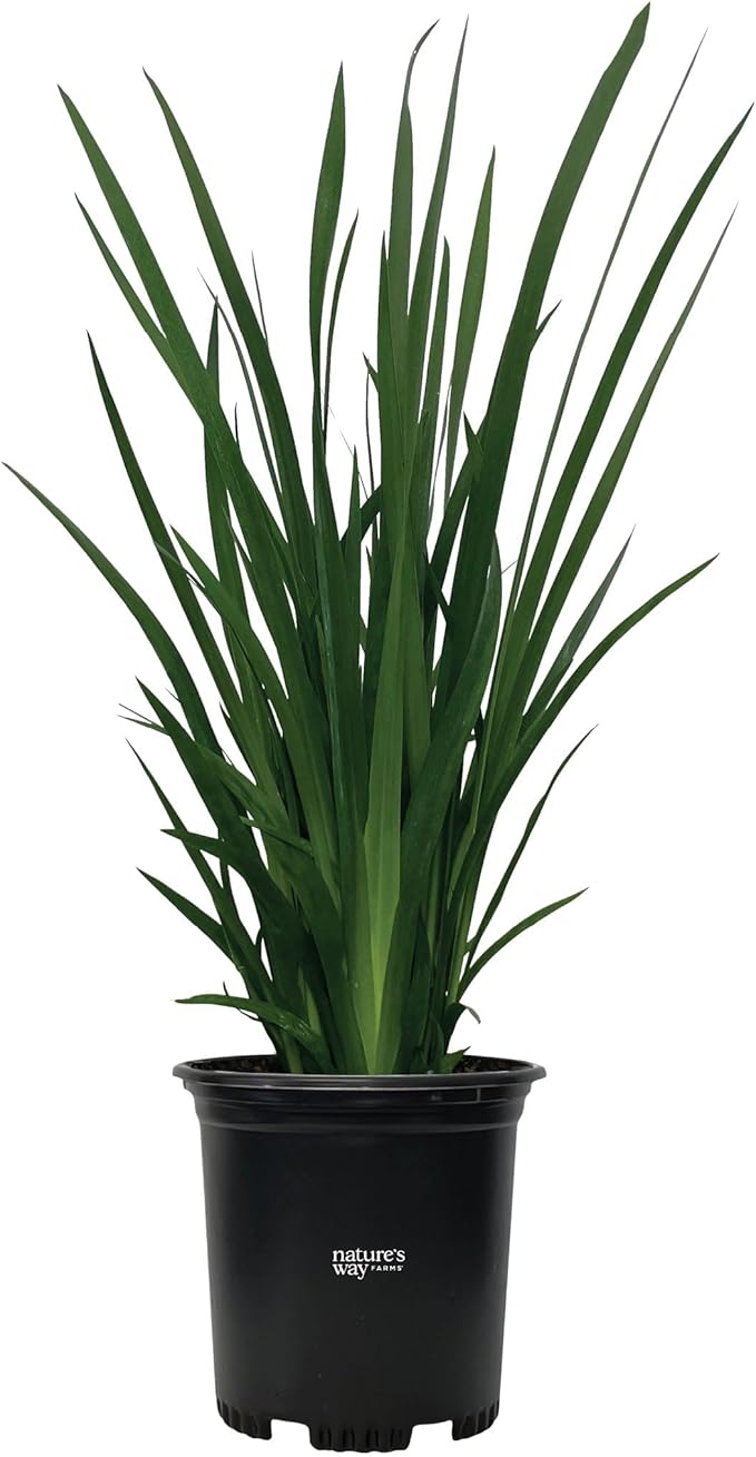 Nature's Way Farms African Iris White Outdoor Live Plant in Grower Pot (18-24 in. Tall)