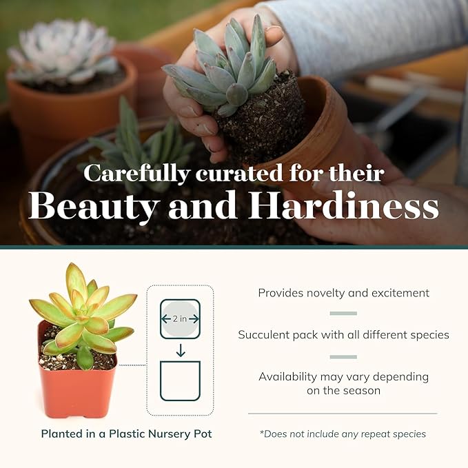Shop Succulents Unique Succulent Plant Pack Collection - Live Mini Succulent Plants, Low Maintenance, Exceptional Colors & Textures - Wedding and Party Favors, Gift & Garden, Pack of 20
