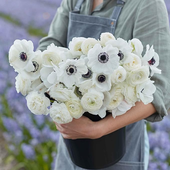 Eden Brothers Anemone & Ranunculus Bulbs - Moonlight Mix