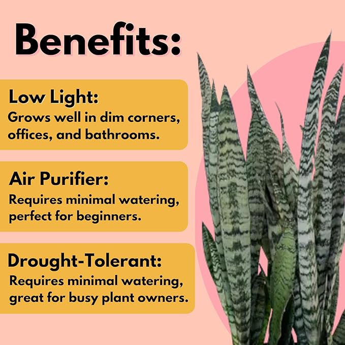 United Nursery Sansevieria Zeylanica Live Indoor Snake Plant 26-32 Shipping Size Shipped Fresh in 9.25 Grower Pot