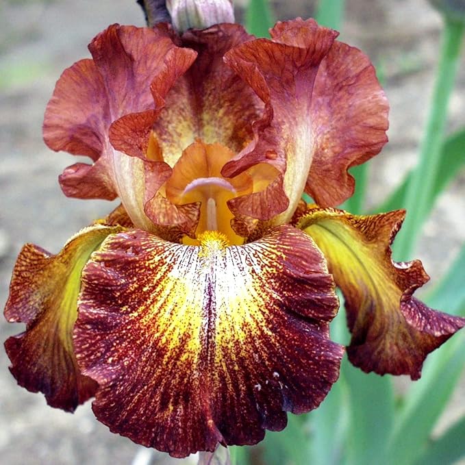 Easy to Grow Bearded Iris Paprika Fono - 3 Plant Bulbs Rhizomes, Burgundy Red & Yellow Flowers in Spring to Fall, Full Sun Low Maintenance