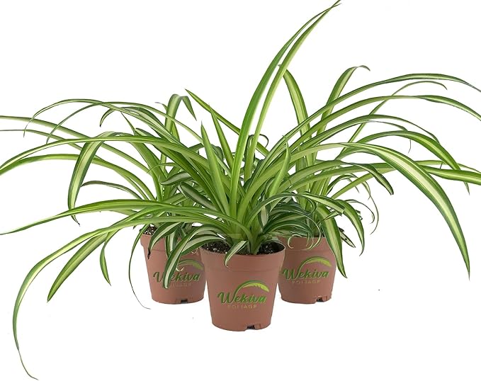 Enchanting Spider Plant - 3 Live Starter Plants in 2 Inch Pots - Chlorophytum Comosum - Nature's Green Symphony for Your Home