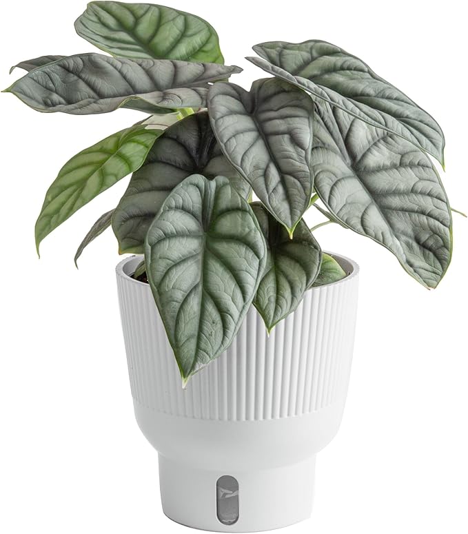 Costa Farms Alocasia Silver Dragon Live Plant in Self Watering Pot, Indoor Houseplant Perfect for Home, Room, or Office Decor, Great House Warming or Birthday Gift, 12-16 Inches Tall