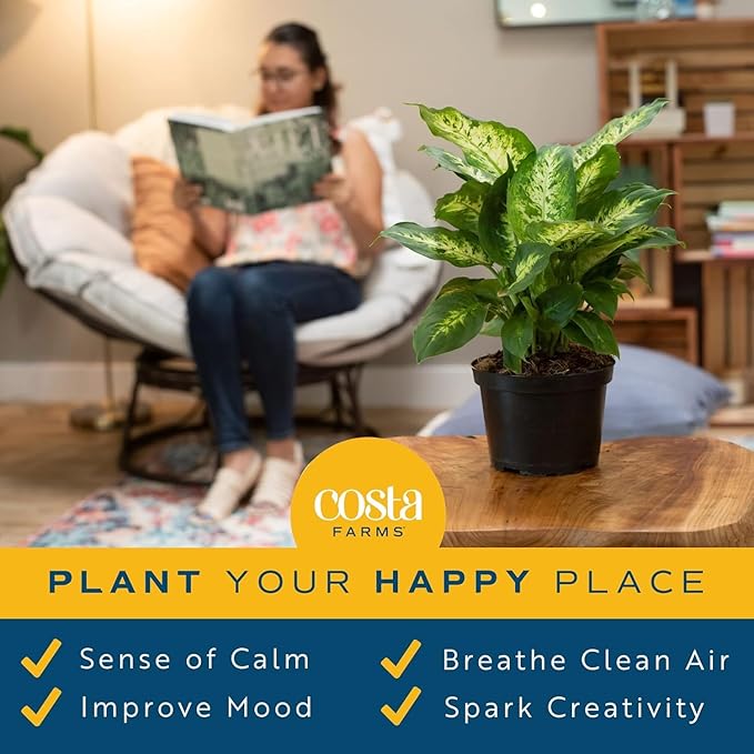 Costa Farms Dieffenbachia Live Indoor Plant, Easy to Grow Houseplant, Potted in Indoors Garden Nursery Plant Pot, Potting Soil Mix, Grower's Choice, Home and Office Plants Decor, 1 Foot Tall