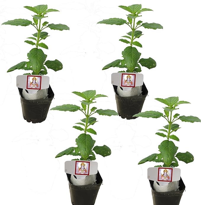 Generic FOUR Live Rama Tulsi for Family and Friends. Holy Basil Plants. Fragrant, Fresh, Edible. Easy Grow. Indoor/Outdoor. (4 Rama Tulsi in Cup)