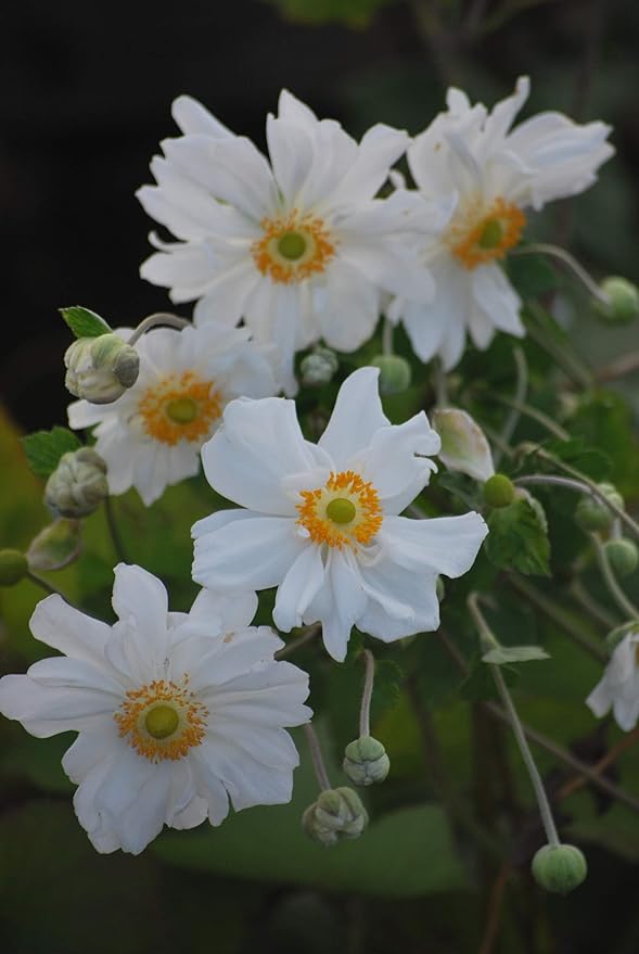 Perennial Farm Anemone x Hybrida 'Whirlwind' – Live Windflower in #1 Container, Semi-Double White Blooms, Long Blooming, Deer Resistant, Great for Borders, Shade Gardens & Pollinator Habitats
