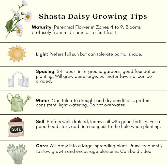 Clovers Garden Shasta Daisy (Leucanthemum) Plants – Two (2) Live Plants – Non-GMO - Not Seeds - Each 4" to 8" Tall – in 4" Inch Pots – Hardy Flowering Perennial, Pollinator Favorite