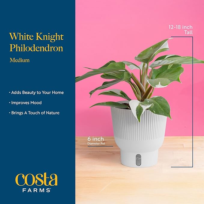 Costa Farms Philodendron White Knight Live Plant in Self Watering Pot, Indoor Houseplant, Perfect for Home, Room, or Office Decor, Great House Warming or Birthday Gift, 12-18 Inches Tall