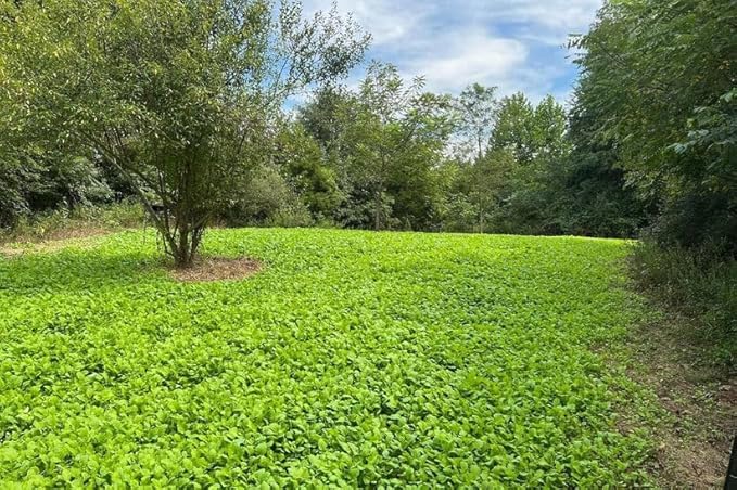 Sugar Rush | Select Seed Blends | Easiest Deer Feeder | Late Season Whitetail Deer Food Plot | Turnip, Sugar Beet, Winfred Forage Brassica Seeds | 5 lb Bags | 2-Pack