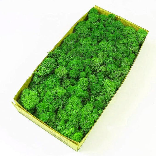 Preserved Reindeer Moss Natural Green DIY Kit Gardenning Art Wall Decor Florist Decor Easter Table Decor Wedding