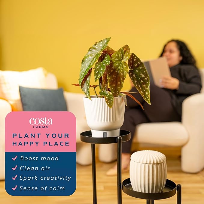 Costa Farms Begonia Maculata Live Plant in Self Watering Pot, Indoor Houseplant, Perfect for Home, Room, or Office Decor, Great House Warming or Birthday Gift, 12-18 Inches Tall