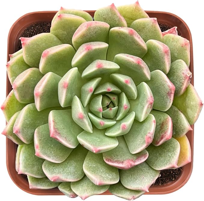 2" Rare Succulent Echeveria Olivia, Live Succulents Plants Fully Rooted in Grower Pots, Unique Gift for Wedding Favor, Party Favor