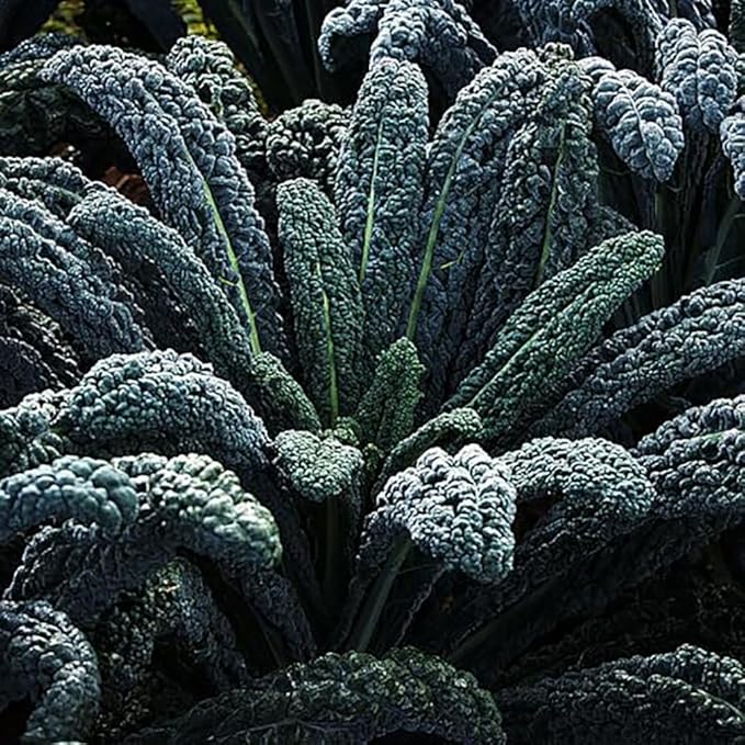 Black Magic Dinosaur Kale Seeds - 2 Feet Long Leaves