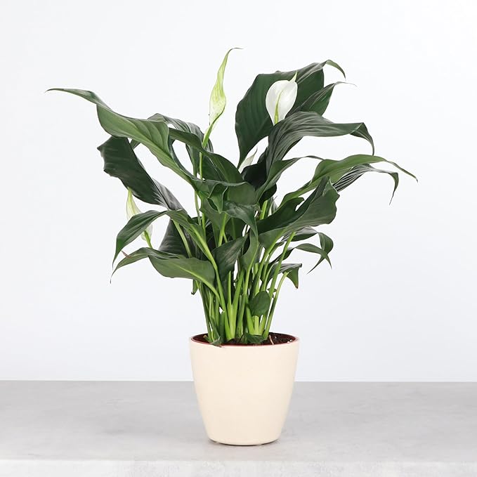 Thorsen's Greenhouse Live Peace Lily Plant, Spathyphylum, Low Light, Natural Air Purifier Live Indoor Plant, 4" Diameter Pot (Natural, 4-inch Pot)