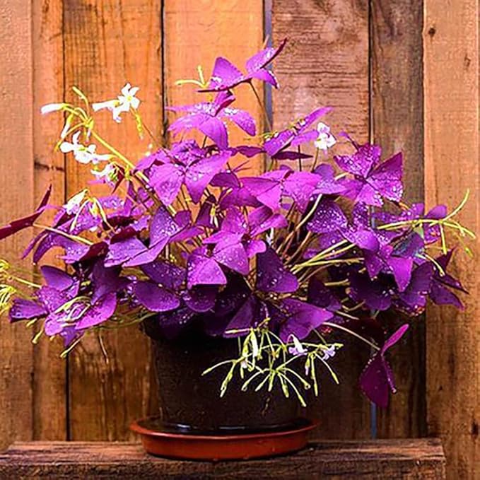 20Pcs Oxalis Bulbs for Planting Purple Shamrocks Bulbs Triangularis Lucky Lovely Flowers Oxalis Triangularis for Pots, Indoor, Outdoor, Garden, Easy to Grow