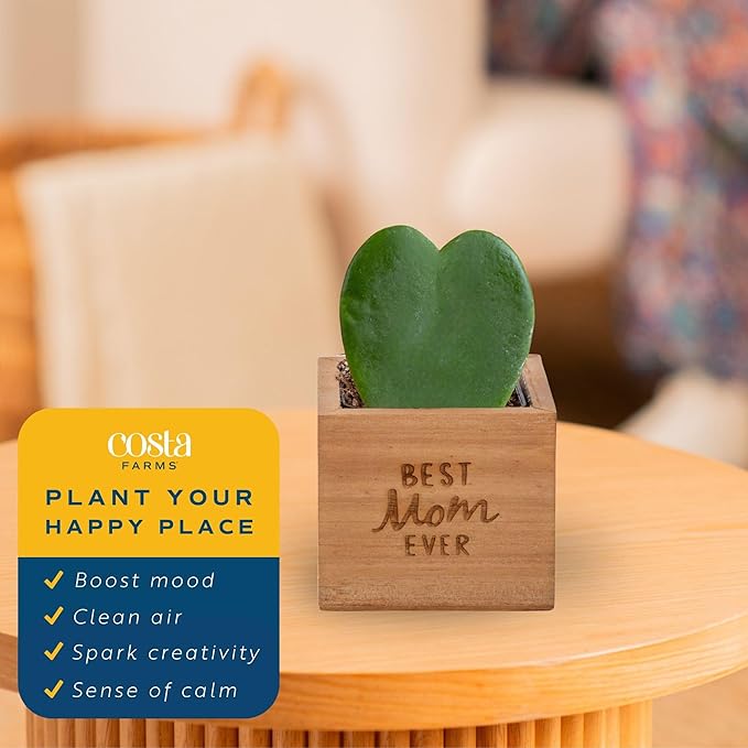 Costa Farms Hoya Heart Live Plant in Decorative Pot, Easy to Maintain Succulent Indoor Houseplant, Perfect for Home, Room, or Office Decor, Great House Warming or Birthday Gift, 5 Inches Tall