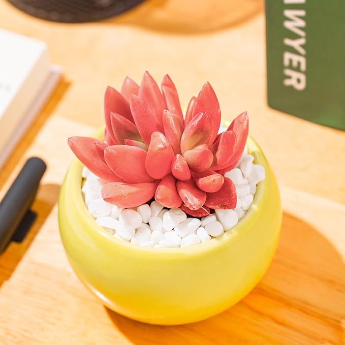 Graptoveria Ruby Donna Rare Live Succulent Plants, Mini Pink 1 Head 2" Live Plant, Package Without Pot & Soil, Garden Indoor Office Desk Wedding Party Baby Shower Decoration, Friend Plant Lovers Gifts