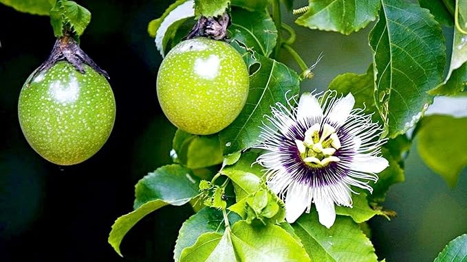 Premium Passion Fruit Potting Soil Mix - Perfect Balance of Nutrients, Drainage, and Aeration for Thriving Passion Fruit Vines - 3 Quart