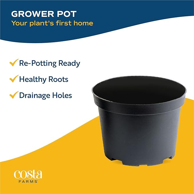 Costa Farms Pothos Live Plants, Devil's Ivy in Plastic Pots, Easy to Maintain, Air Purifying Indoor Houseplants, Room or Office Decor, House Warming or Birthday Gift, 8-12 Inches Tall, Pack of 2