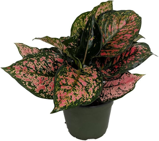 Red Valentine Chinese Evergreen Plant - Aglaonema - Grows in Dim Light - 6" Pot