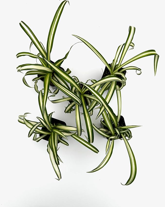 Spider Plants in 2 inch pots, Live Plants (10)