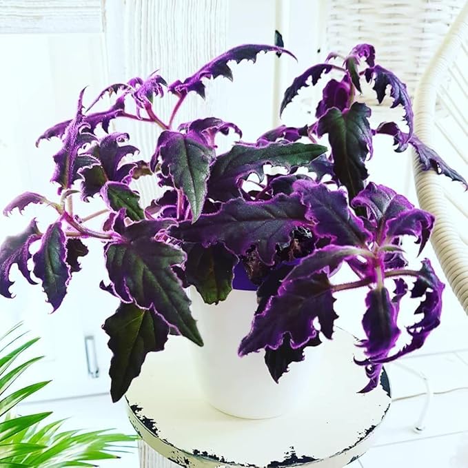 Purple Passion Plant - Royal Velvet Plant - Live Starter Plant in a 2 Inch Pot - Gynura Aurantica - Rare Indoor Houseplant