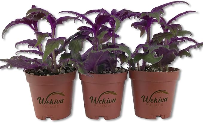 Purple Passion Plant - Royal Velvet Plant - 3 Live Starter Plants in 2 Inch Pots - Gynura Aurantica - Rare Indoor Houseplant