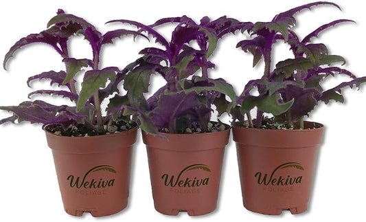Purple Passion Plant - Royal Velvet Plant - 3 Live Starter Plants in 2 Inch Pots - Gynura Aurantica - Rare Indoor Houseplant