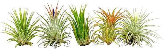 ragnaroc Air Plants - Tillandsia Ionantha Pack, Regular 1-3" - 5ct - Live Arrival Guaranteed - House Plants for Home Decor & Gift
