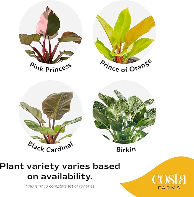 Costa Farms Philodendron Live Plants in Decorative Pots, Air Purifying Indoor Houseplant, Assorted Variety, Home, Room, or Office Decor, House Warming or Birthday Gift, 12-18 Inches Tall, Pack of 6