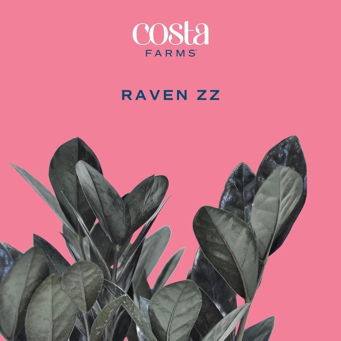 Costa Farms Raven ZZ Live Plant in Self Watering Pot, Easy to Maintain, Air Purifying Indoor Houseplant, Perfect for Home, Room, or Office Decor, Great House Warming or Birthday Gift, 12-18 Inches