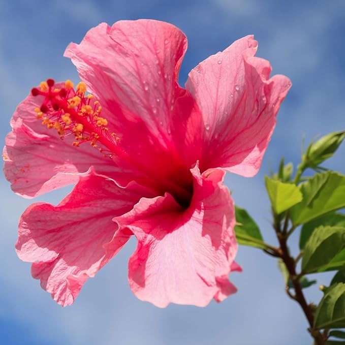 Pink Hibiscus. rosa-sinensis. Live Plant - Tropical Blooming Hibiscus, Pretty Flowers, Used in Tea and Juice (4 Pink Hibiscus Cups)