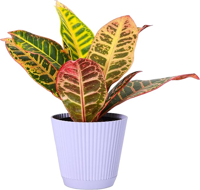 Thorsen's Greenhouse Live Petra Croton Plant, Codiaeum Variegatum, Colorful Foliage, Live Indoor Houselant (Lavender, 4-inch Pot)