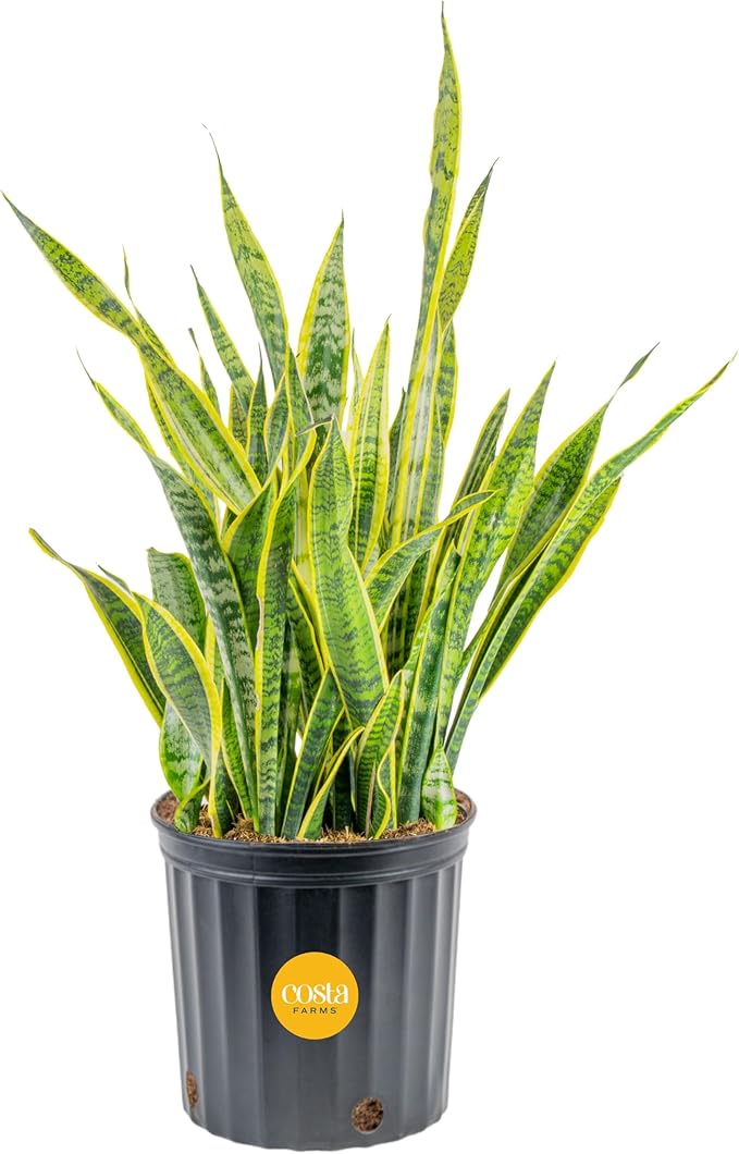 Costa Farms Snake Plant Live Plant | 3-4 Feet Tall Indoor Houseplant | Potted in 12-Inch Planter Pot | Grower's Choice | Perfect Housewarming Gift, Room or Office Decor